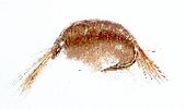 Tangloppe