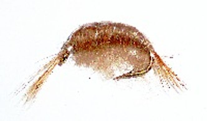 Hovedbilde Tangloppe