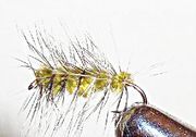 Wolly Worm oliven