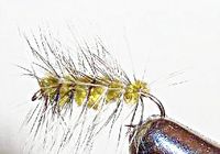 Wolly Worm oliven