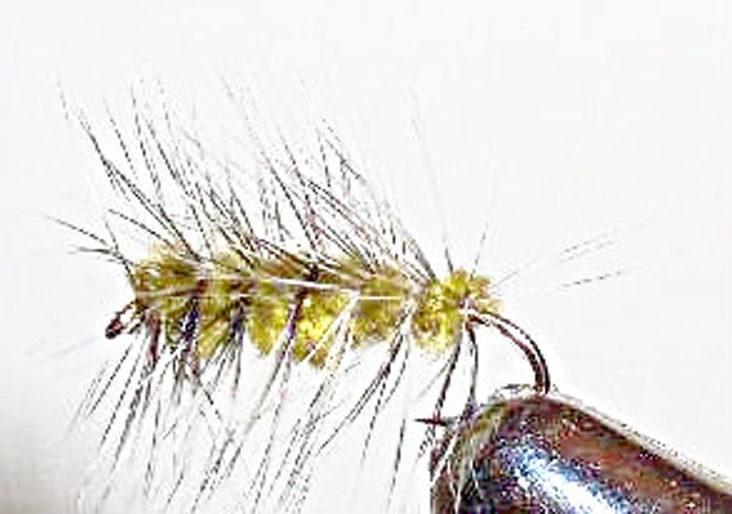 Hovedbilde Wolly Worm oliven