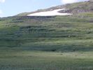 Fluer for høyfjellet