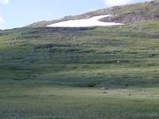 Fluer for høyfjellet