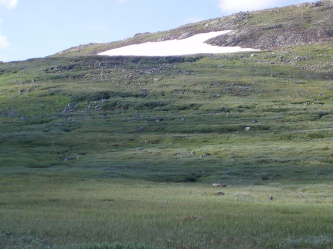 Hovedbilde Fluer for høyfjellet