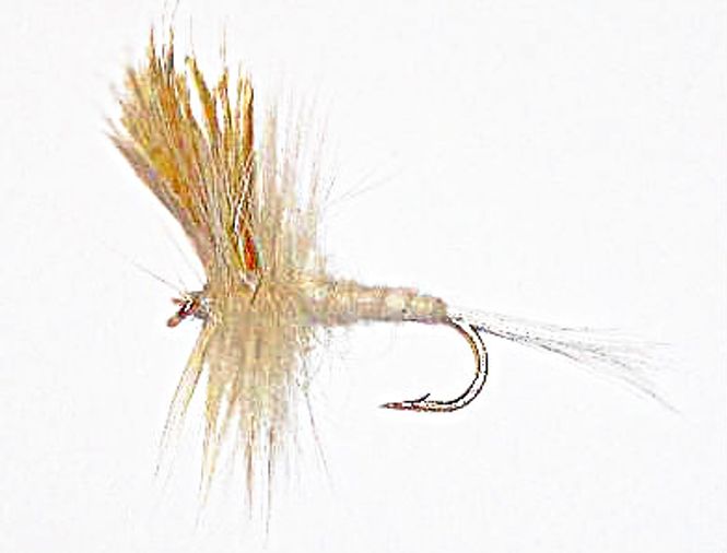 Hovedbilde Danica (Hvit/krem døgnflue)