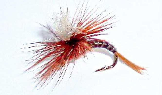 Hovedbilde Lepto klekker (liten myrdøgnflue)