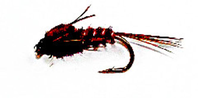 Hovedbilde Pheasant Tail