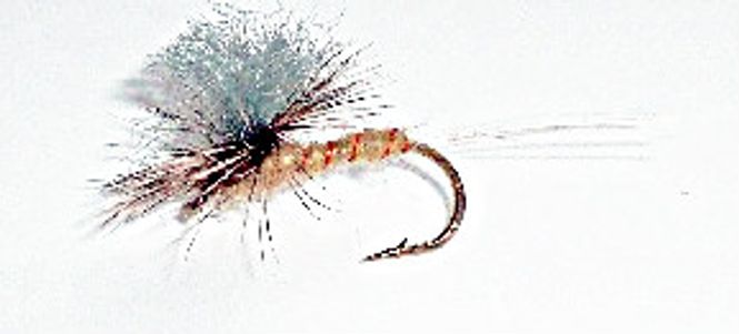 Hovedbilde Aurivilli (elvedøgnflue)