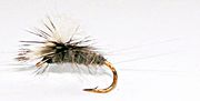 Baetis Rhodani