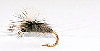Baetis Rhodani